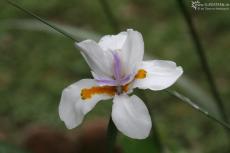 IMG 8147-Kenyan flower in Masai Mara